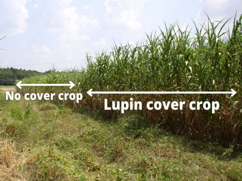 El lupino utilizado como cultivo de cobertura de invierno aumenta el rendimiento del sorgo de verano