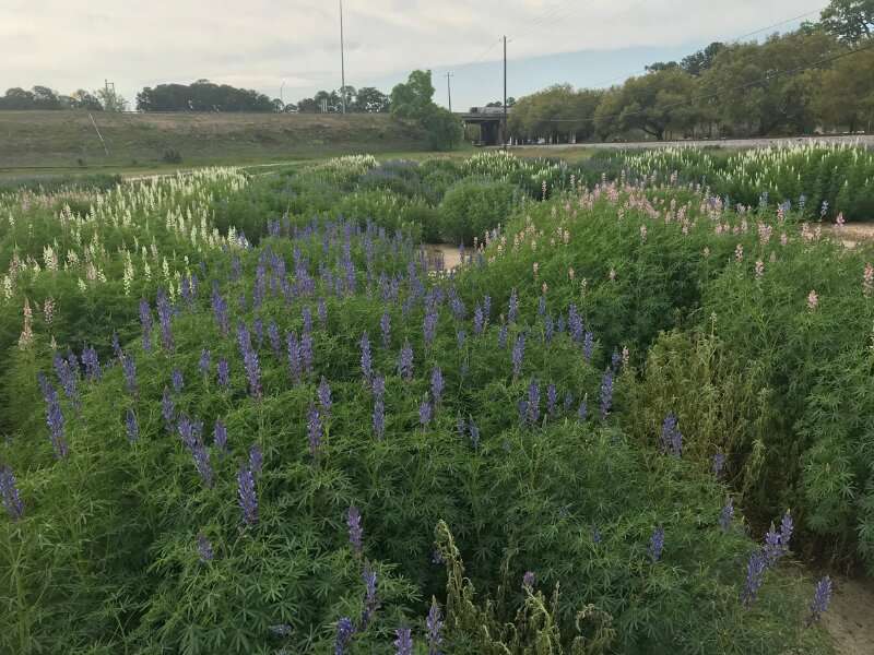 Lupin used as winter cover crop boosts summer sorghum yield