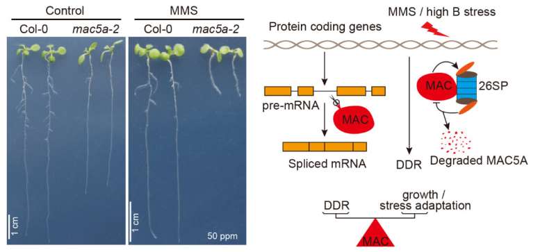 MAC protein complex is essential for plants to protect themselves from DNA damage