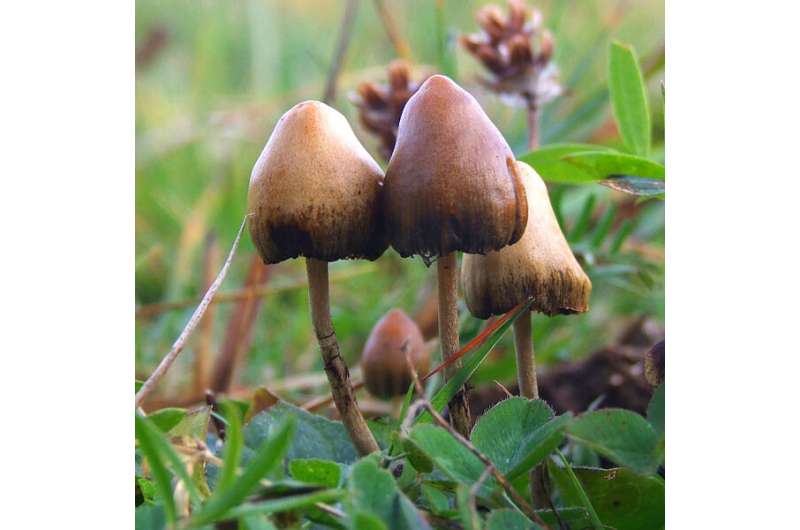 Magic mushroom compound increases brain connectivity in people with depression after use