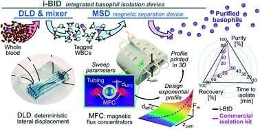Magnetic device isolates rarest white blood cells