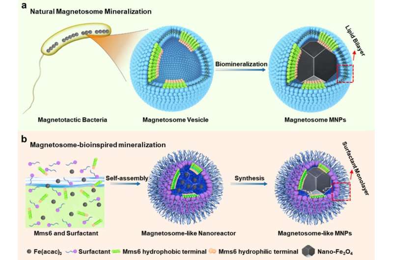 Magnetosome-like structure with high tumor tissue penetration efficiency