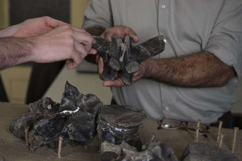 Dinossauro ‘sombra da morte’: maior  megaraptor é descoberto na Argentina