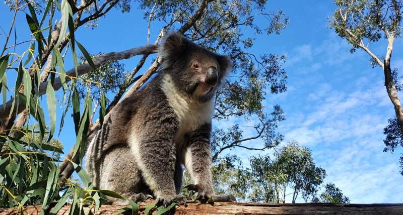 Major push to save Australia's koalas