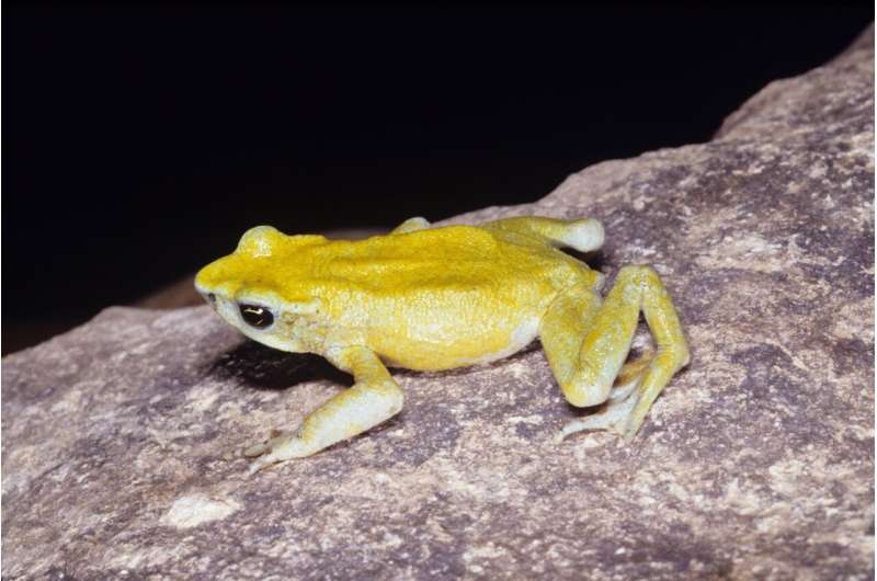 Malaria spike linked to amphibian die-off