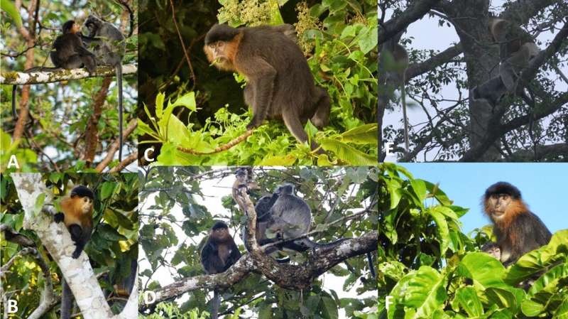Malaysia’s “mystery monkey” appears to be a hybrid between a proboscis monkey and a silvery langur