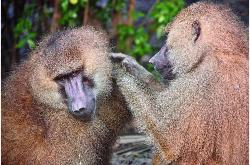 Male friendships vs. male reproductive success in wild Guinea baboons
