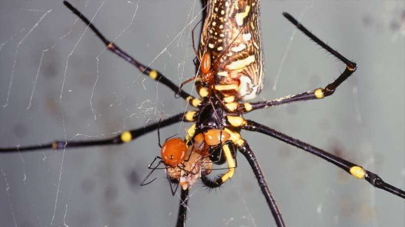 Male spiders maximize sperm transfer to counter female cannibalism