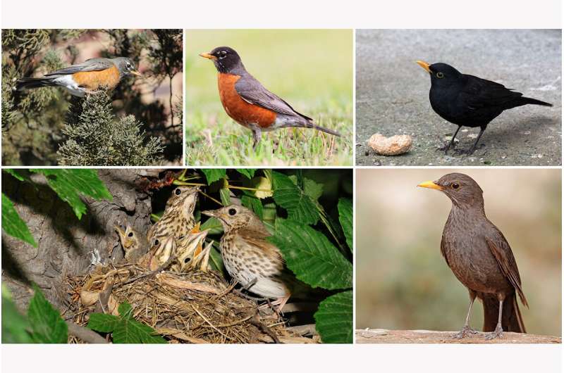 Male/female plumage differences in thrushes promote species recognition