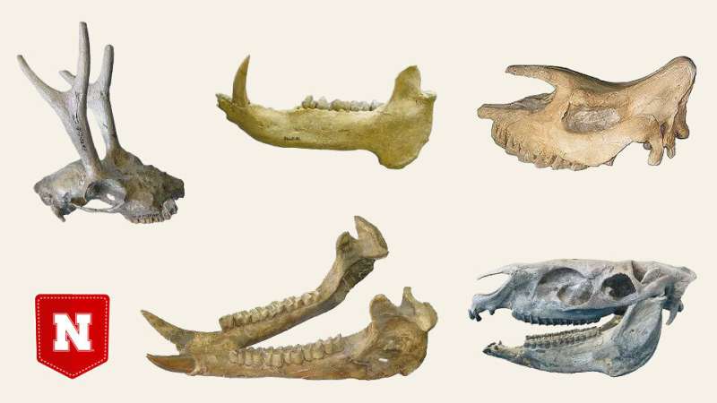 Mammal enamel: Toothy analysis IDs vegetation of ancient Nebraska