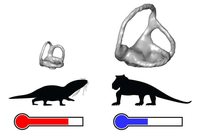 Mammals were not the first to be warm-blooded