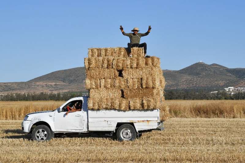 El hombre se sienta encima de fardos de trigo cosechados empaquetados en la parte trasera de una camioneta en un campo en la región de Sidi Thabet al norte de la T