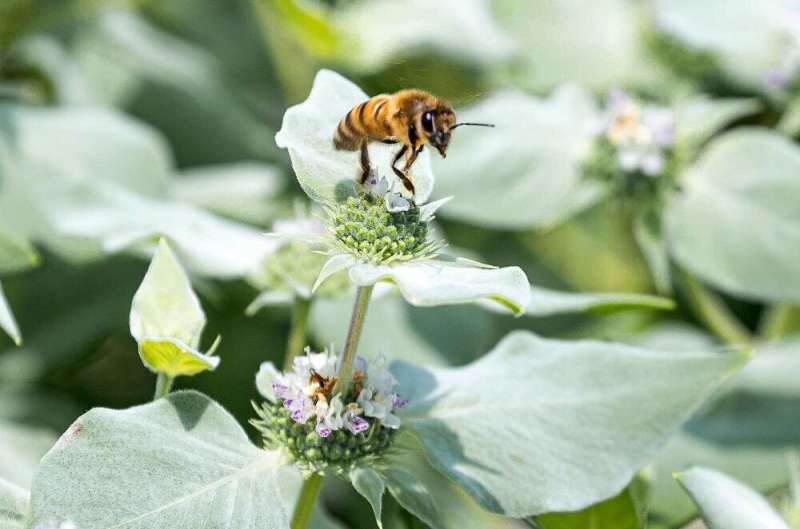 Managing habitat for flowering plants may mitigate climate effects on bee health