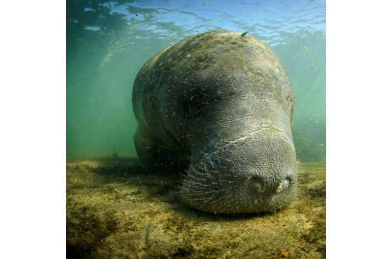 Manatees resort to eating more algae when seagrass disappears
