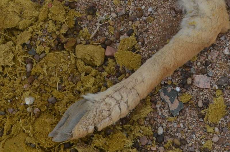 Mange outbreak decimated a wild vicuña population in Argentina