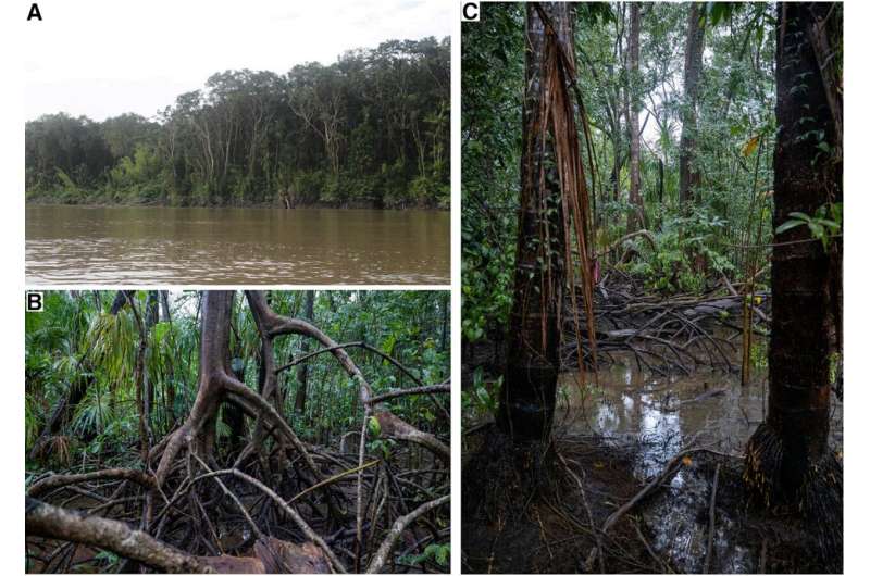 Mangrove forest found living in fresh water