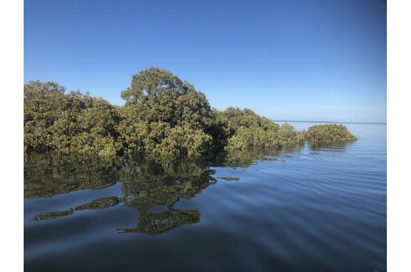 Mangroves: Environmental guardians of our coastline