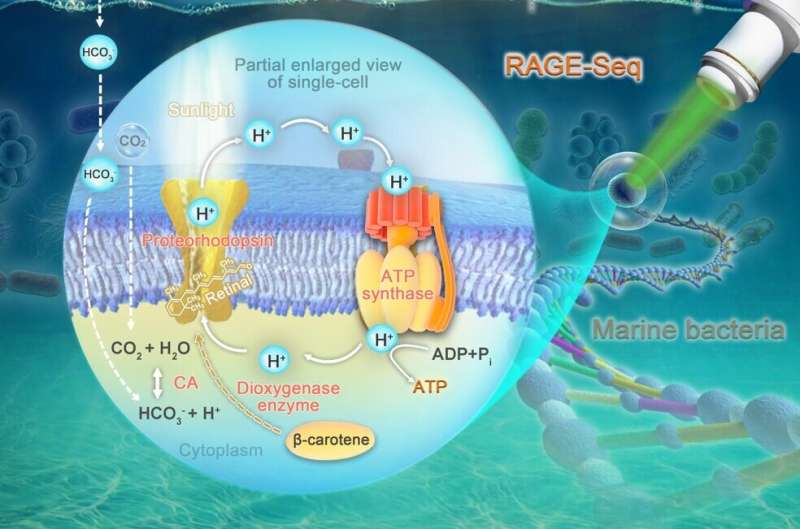 Marine bacteria take in carbon dioxide through photosynthesis