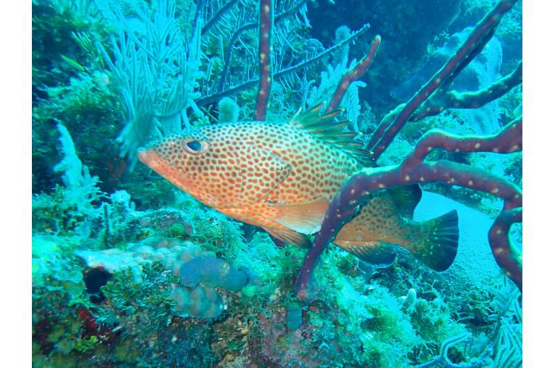 Marine conservation effort in U.S. Virgin Islands aids key fish species, Oregon State research finds