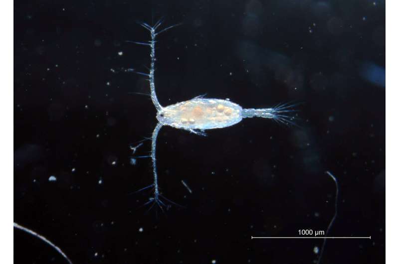 Marine copepods can genetically adapt to changing ocean conditions through evolution