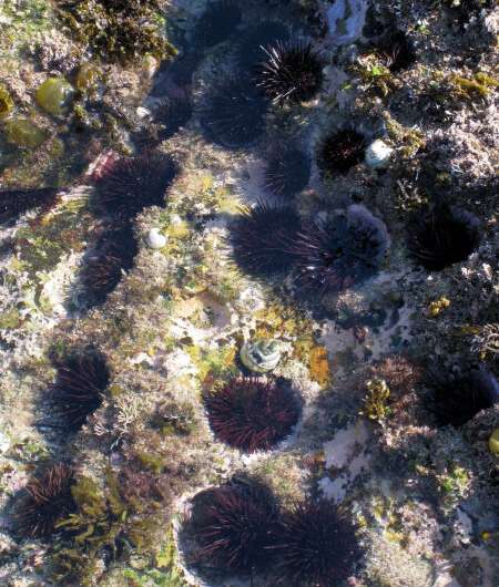 Marine scientists uncover sea urchin's secret to surviving marine heatwaves