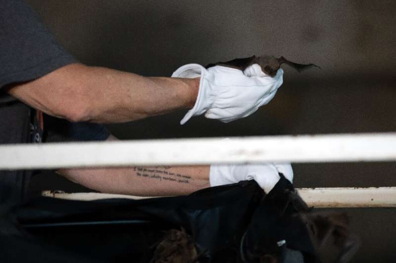 Mary Warwick, Wildlife Director at Houston Humane Society, releases a bat at the Waugh Bridge  in Houston, Texas
