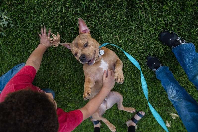 Mase a pit bull plays in the grass with Delonte Hillery in a park in Escondido, California
