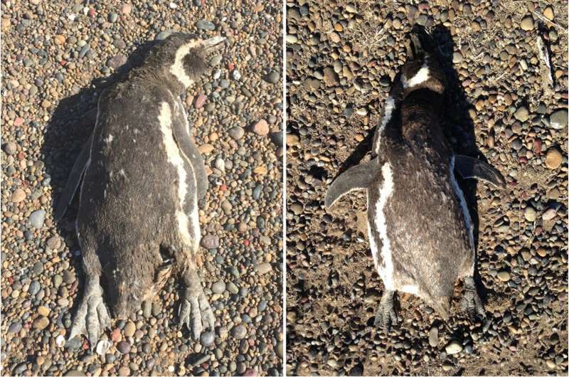 Mass die-off of Magellanic penguins seen during 2019 heat wave