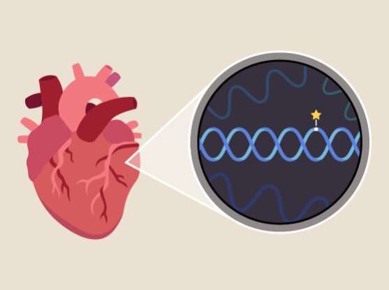Massive international study uncovers genes involved in heart disease