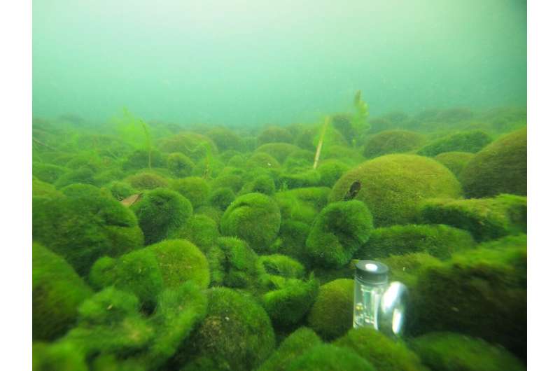 Массивный "маримо"  шарики водорослей в опасности от смертельного зимнего солнечного ожога