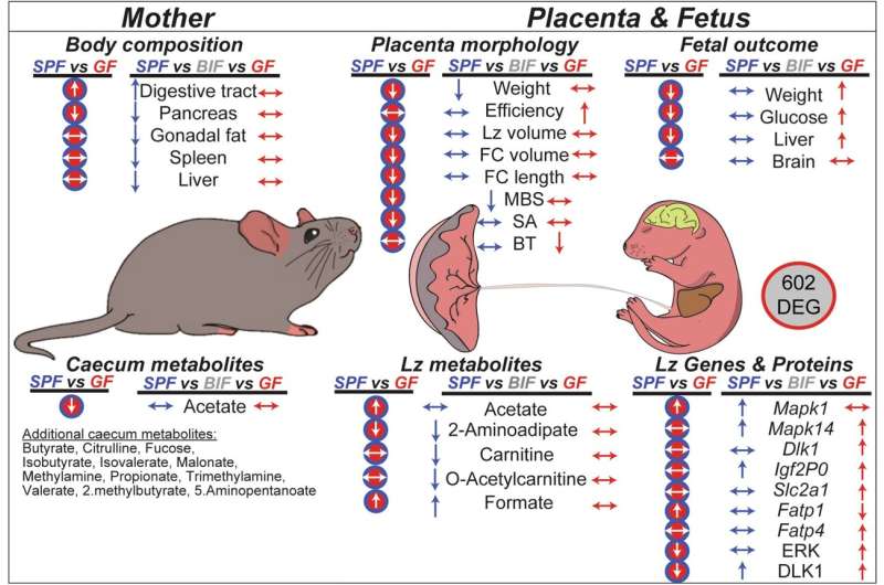 Maternal microbiome promotes healthy development of the baby
