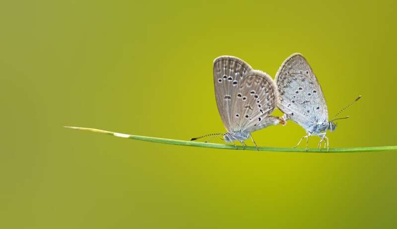 mating butterflies