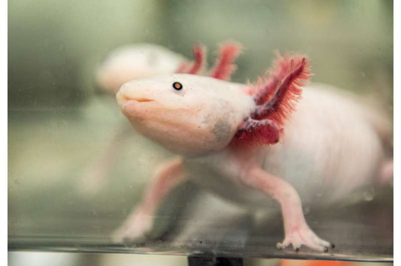MDI Biological Laboratory scientist helping to develop the axolotl as a model