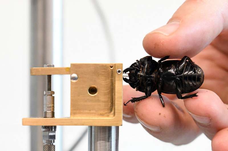 Measuring the bite force of insects