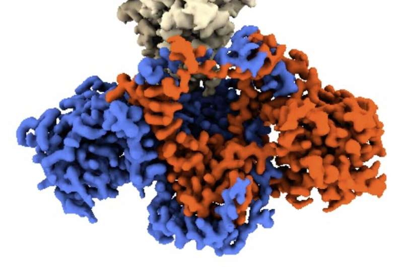 Mechanism discovered that helps viruses like monkeypox to block and evade our cellular defence system