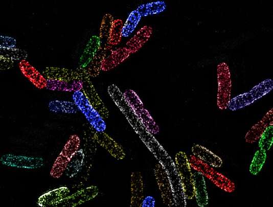 Mechanism of expanding bacteria revealed