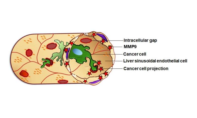 Mechanism used by metastatic cancer cells to infiltrate the liver found