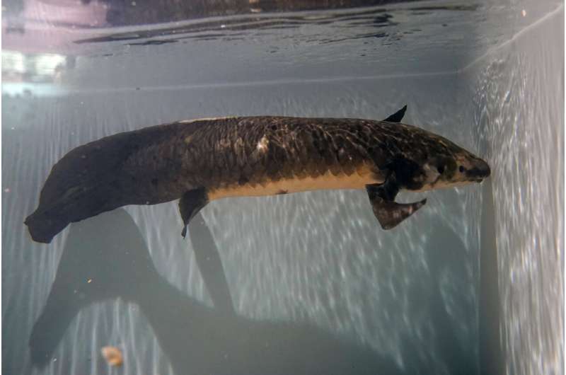 Meet Methuselah, the oldest living aquarium fish