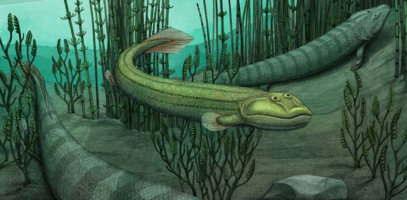 Meet Qikiqtania, a fossil fish with the good sense to stay in the water while others ventured onto land