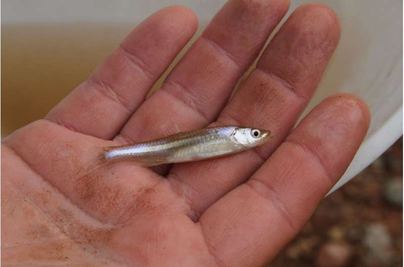 Meet the man trying to save this ‘stupid little fish’ and see why he thinks it’s important