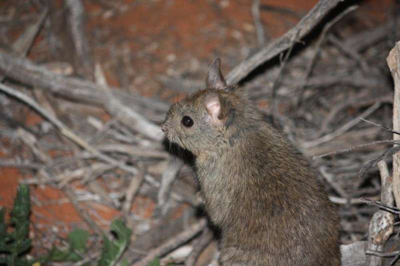 Meet the territorial females and matriarchs in Australia's backyard