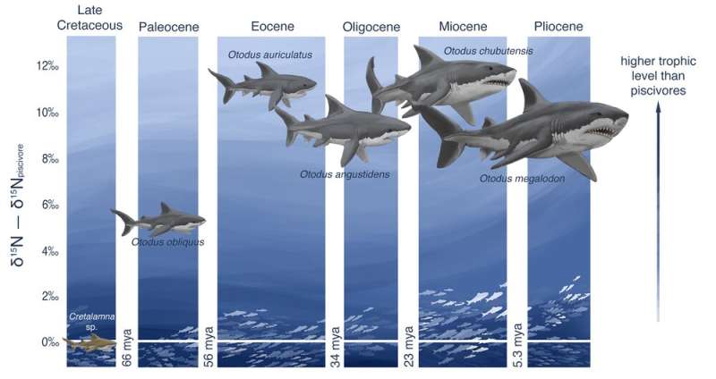 Megalodon sharks ruled the oceans millions of years ago – new analyses of giant fossilized teeth are helping scientists unravel 