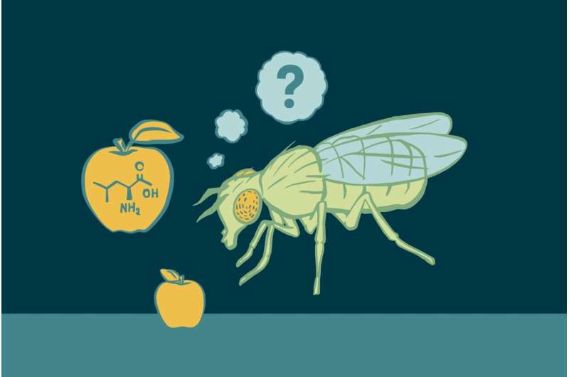 Metabolic protein explains how flies choose ‘healthy’ food