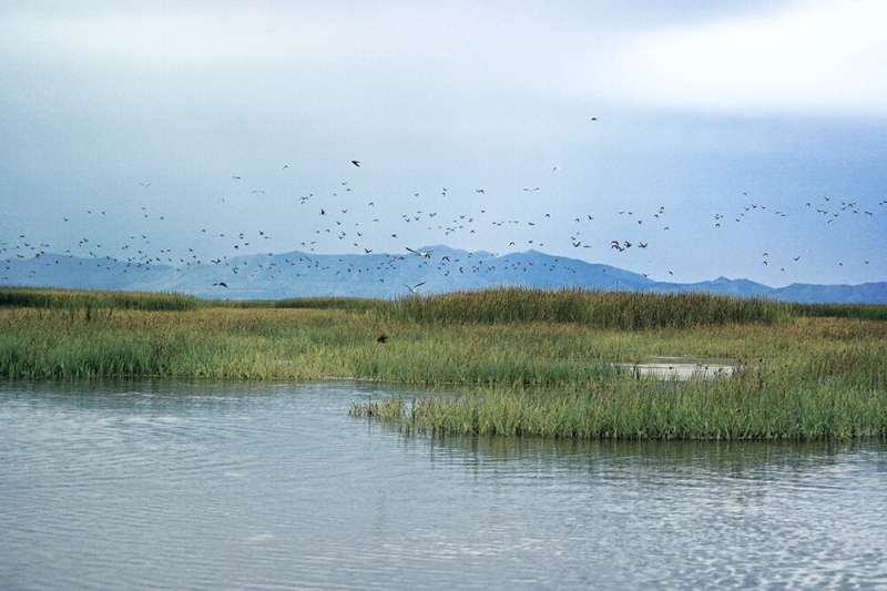 Metal mayhem: New research finds toxic metals absorbed by Great Salt Lake plants and insects