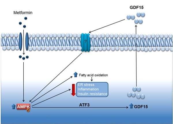 Metformin relies on the action of a cellular-stress-response protein