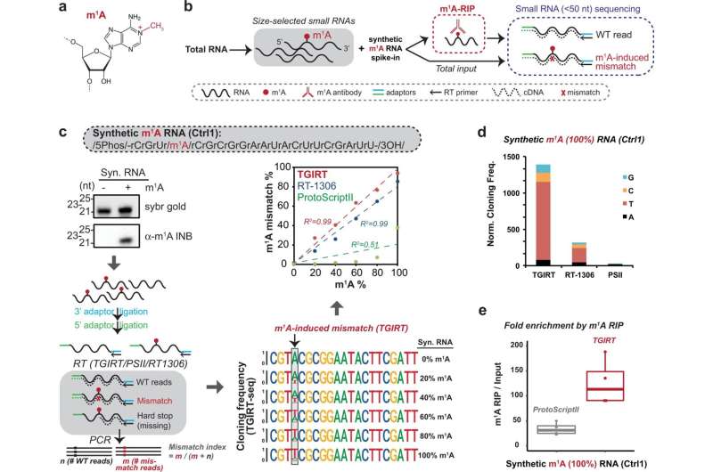 Methylation of tRNA-derived fragments regulates gene-silencing activity in bladder cancer