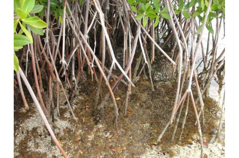 Los manglares mexicanos capturan carbono desde hace 5.000 años