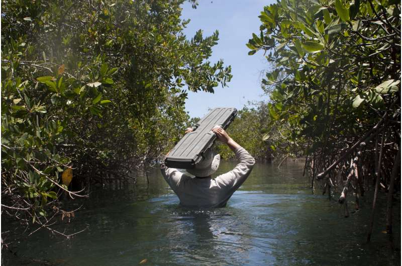 Мексиканские мангровые заросли поглощают углерод уже 5000 лет.