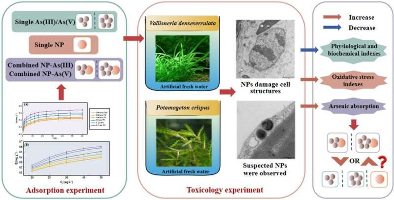 Micro- and nano-plastics and arsenic combination intensifies toxic effect on submerged macrophytes