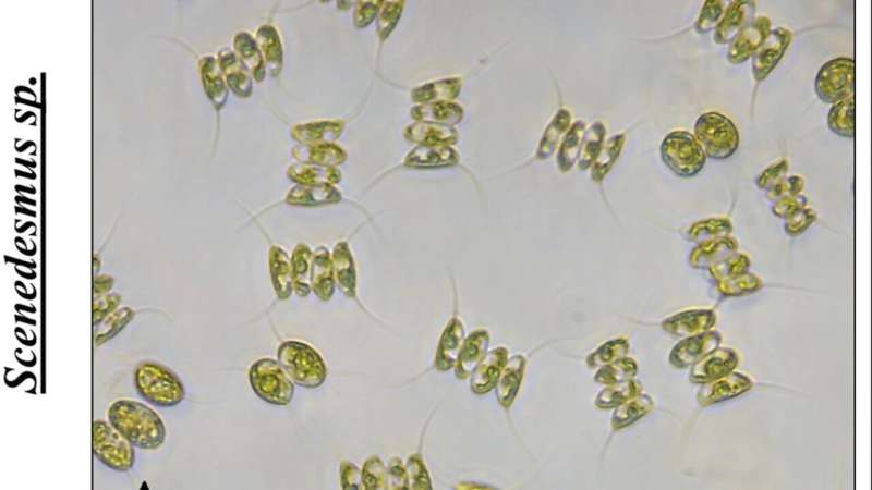 Microalgae purify water and produce valuable compounds